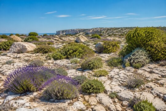 Sun-drenched limestone plateau with low shrubs under a bright blue sky.