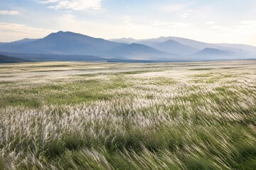 Fototapeta premium A vast meadow of silver grass waving in the breeze before distant mountains.