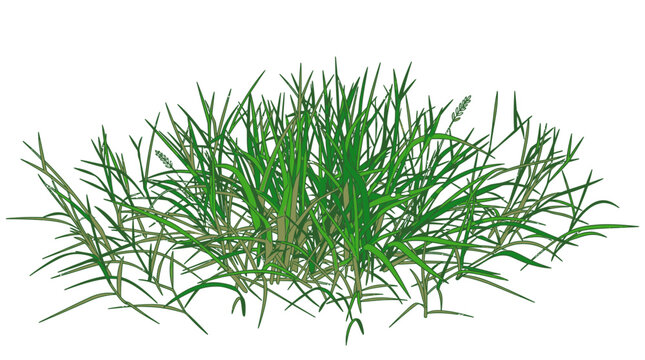 Une touffe d'herbe verte fra&icirc;che isol&eacute;e sur un fond blanc pur, parfaite pour des projets de conception graphique, d'am&eacute;nagement paysager ou de composition num&eacute;rique.