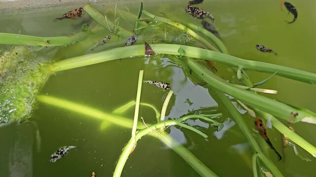 Small Dalmatian mollies and orange fish swimming among green plant stems in a murky green outdoor pond