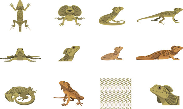 Detailed vector illustration set of a frilled neck lizard displaying various postures and anatomical study elements