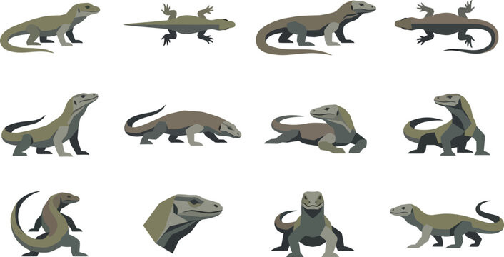 Detailed vector set of Komodo dragon lizards in various natural poses and head portraits on white background