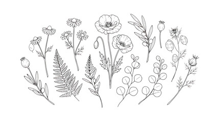 Vintage botanical line art collection, hand drawn wildflower and fern leaf sketches, black and white floral vector elements for wedding invitations © Dream Time Studio