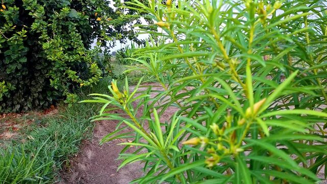 Yellow Oleander Buds Opening Within Lush Greenery
