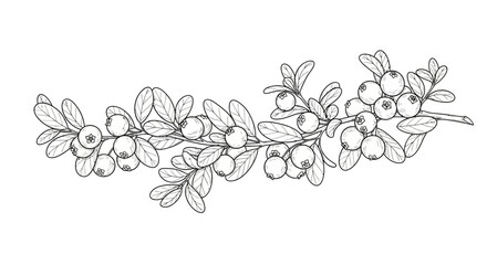 Fototapeta premium Hand-drawn lingonberry branch with berries and leaves, black and white sketch