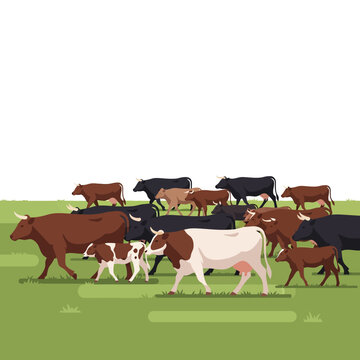 Herd of Cattle Walking on Green Pasture - Livestock Farm Animals Grazing