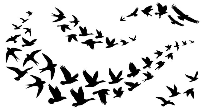 Flying birds silhouette flock formation upward movement isolated vector design