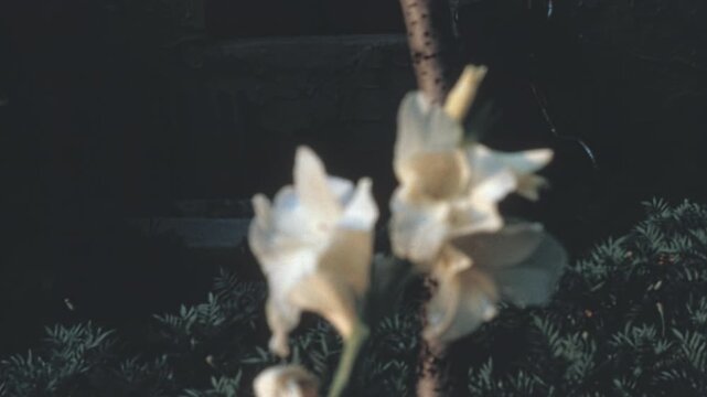 Gladiolus flowers bloom in a New York backyard garden with a dark exterior building wall in the background of this vintage 1960s home movie archival footage.