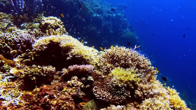 Vibrant tropical coral reef with expansive blue underwater copy space, ideal as a natural background for travel, marine conservation, ocean-themed designs, presentations, banners, and advertising.
