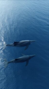 Cinematic dolphin pair ocean surface scene with calm marine wildlife background and peaceful blue seascape atmosphere as dolphins swim together creating gentle ripple reflection pattern in open ocean