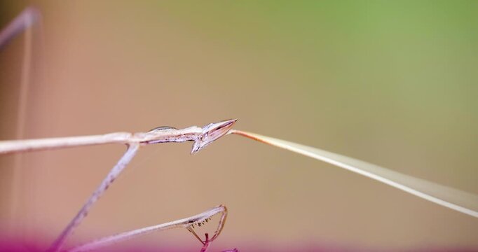 Indian Grass Mantis drinking dew from its own body; slow motion summer macro sequence auto-hydration.