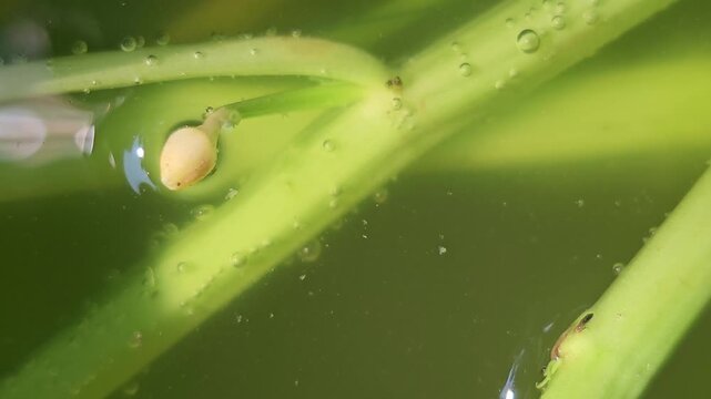 Close up of a green Ipomoea aquatica stem and floating bud in an aquatic ecosystem with tiny mosquito larvae swimming among water bubbles