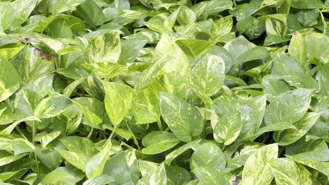 Epipremnum aureum is a species in the arum family Araceae. golden pothos, Ceylon creeper, hunter's robe, ivy arum. Waikiki, City Honolulu, Oahu island, Hawaii	

