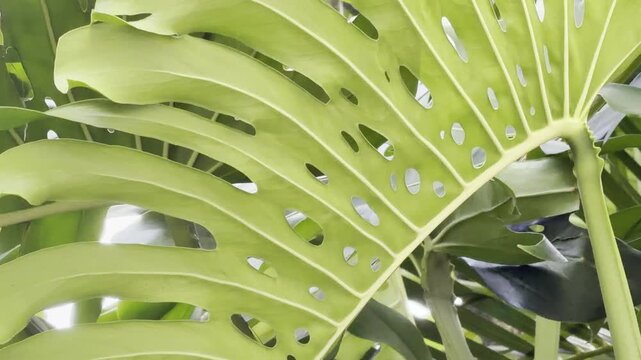 Monstera deliciosa, the Swiss cheese plant or split-leaf philodendron, is a species of flowering plant. Family Araceae. Waikiki, City Honolulu, Oahu island, Hawaii	
