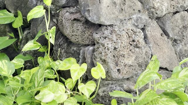 Epipremnum aureum is a species in the arum family Araceae. golden pothos, Ceylon creeper, hunter's robe, ivy arum. Waikiki, City Honolulu, Oahu island, Hawaii. A wall built of porous basalt	
