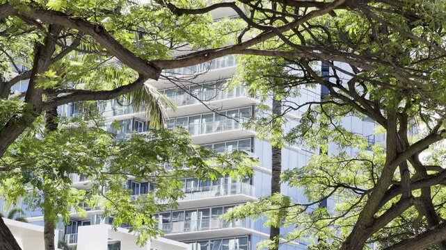 Rain tree and monkeypod with Luxury Apartment. Samanea saman is a semi-deciduous species of flowering tree in the pea family, Fabaceae. Honolulu Oahu Hawaii. saman.  City Honolulu, Oahu island, Hawaii