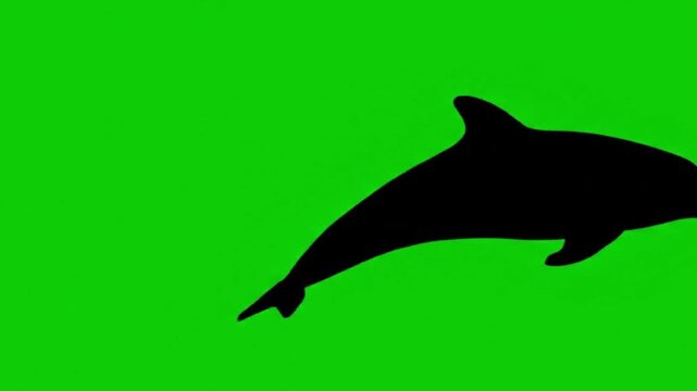 dolphin swimming steadily silhouette vector video green screen
