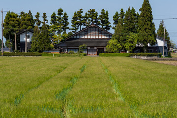 Traditional Japanese farmhouse (Azumadachi style) surrounded by a homestead windbreak forest (Yashikirin) in Toyama © hit1912