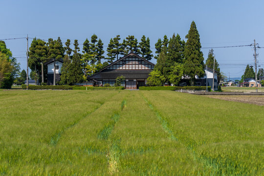 Traditional Japanese farmhouse (Azumadachi style) surrounded by a homestead windbreak forest (Yashikirin) in Toyama