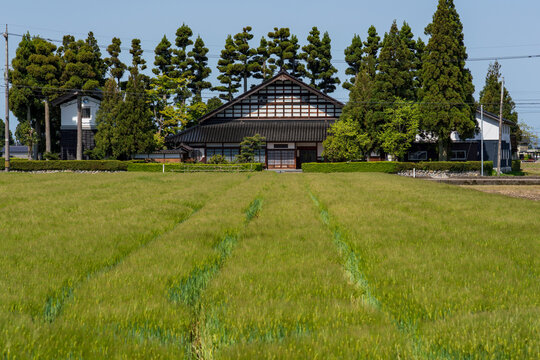 Traditional Japanese farmhouse (Azumadachi style) surrounded by a homestead windbreak forest (Yashikirin) in Toyama