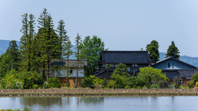 Traditional Japanese farmhouse (Azumadachi style) surrounded by a homestead windbreak forest (Yashikirin) in Toyama