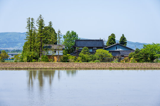Traditional Japanese farmhouse (Azumadachi style) surrounded by a homestead windbreak forest (Yashikirin) in Toyama