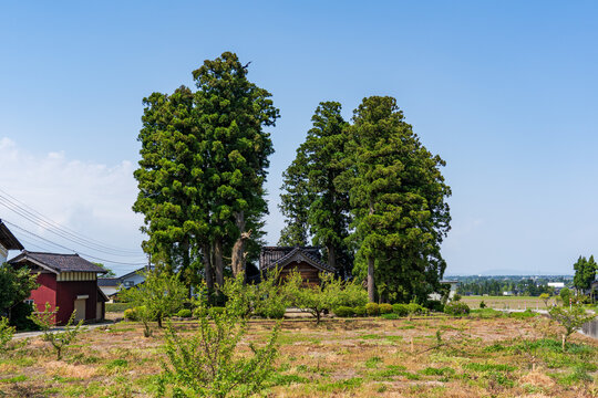 Traditional Japanese farmhouse (Azumadachi style) surrounded by a homestead windbreak forest (Yashikirin) in Toyama