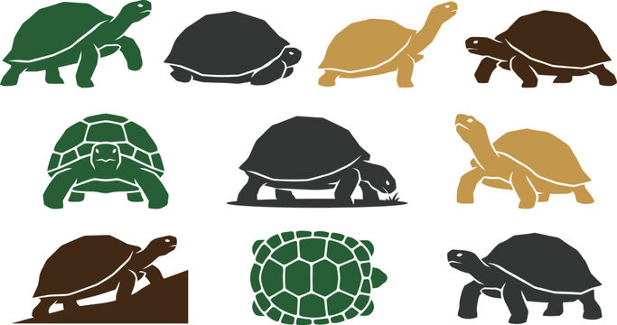 Set of flat vector illustrations featuring various tortoise species in different poses and styles for design projects