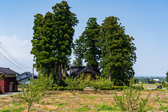 Traditional Japanese farmhouse (Azumadachi style) surrounded by a homestead windbreak forest (Yashikirin) in Toyama