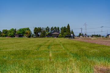 Traditional Japanese farmhouse (Azumadachi style) surrounded by a homestead windbreak forest (Yashikirin) in Toyama © hit1912