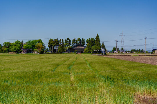 Traditional Japanese farmhouse (Azumadachi style) surrounded by a homestead windbreak forest (Yashikirin) in Toyama