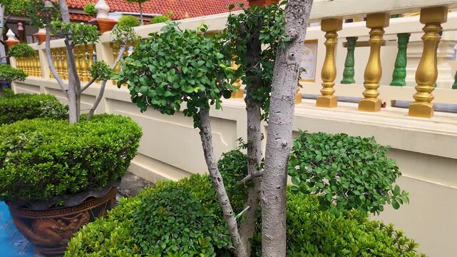 Potted Bonsai Trees in a Traditional Thai Temple Garden
