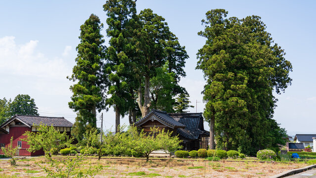 Traditional Japanese farmhouse surrounded by a homestead windbreak forest in Toyama.