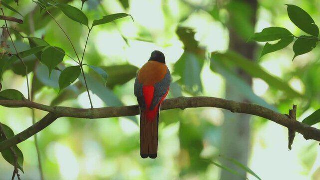 Scarlet rumped trogon