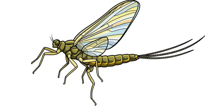 mayfly vector illustration isolated on white background.