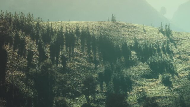 Hills covered with grass and scattered trees are seen under the sunlight. Shadows from the trees create patterns on the ground. The scene shows nature in a clear atmosphere.