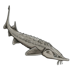Fototapeta premium Sturgeon fish vector illustration on white background