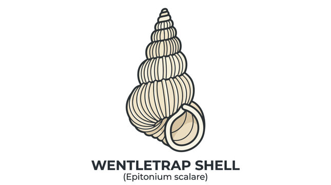 Detailed vector Wentletrap Seashell Illustration Featuring Epitonium Scalare Scientific Specimen Isolated on Plain White Background