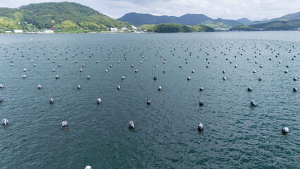 Even rows of floating buoys at a marine farm in coastal waters. Aquaculture and seafood cultivation. © soya