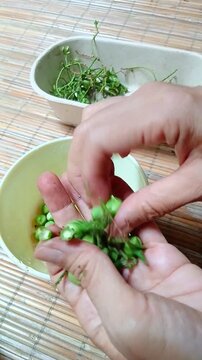 Fresh Pea Eggplant Clusters Before Cooking