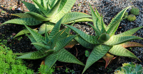 Fototapeta premium A medium, eye-level shot of several zebra aloe plants growing in a tropical garden.