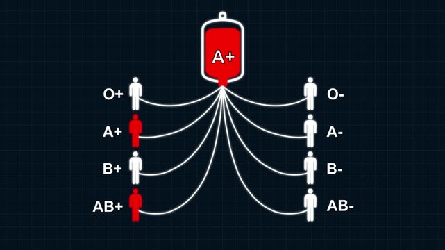 A+ Blood Type Compatibility Chart with Donor and Recipient Groups. Blood Donation Compatibility Infographic Animation.