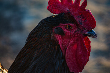 rooster on the farm © Skylarr
