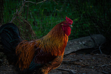 rooster in the farm © Skylarr