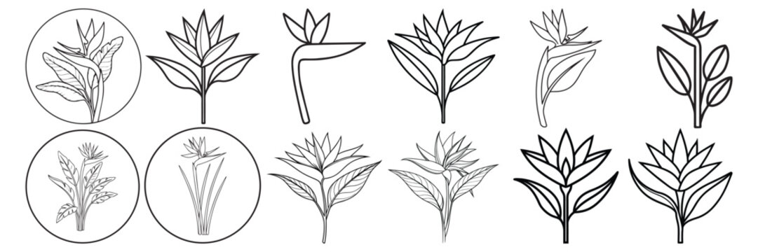Paradise Flower Botanical Collection Premium Tropical Vector Bundle