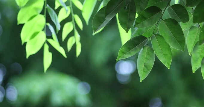 Fresh green leaves gently swaying in natural sunlight with soft bokeh background. Peaceful nature scene, ideal for environment, relaxation, wellness, and background use, copy space