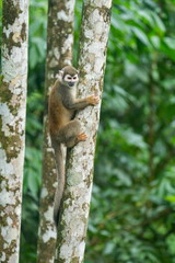 Ecuadorian squirrel monkey (Saimiri cassiquiarensis macrodon) climbing a tree at a lodge outside of Baeza, Ecuador © Angela
