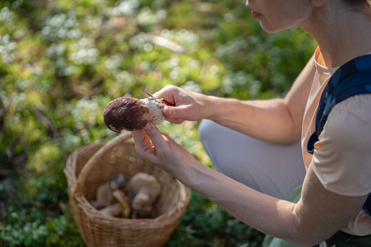 Plant-based dieting and vegetarian foraged food, woman forager picking and preparing boletus mushrooms, cutting fungi stem with knife inspecting quality, healthy eating, natural organic lifestyle.