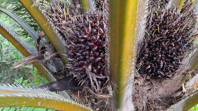 Close-up of an agricultural worker harvesting a fresh palm oil fruit bunch from the tree using a traditional metal chisel tool