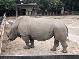 Obraz premium White rhinoceros standing in a zoo enclosure, side profile